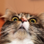 Удивляющийся кот 1
