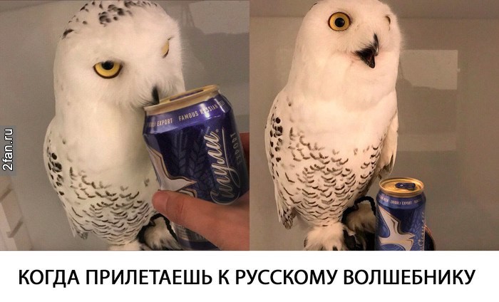 когда прилетаешь к Русскому волшебнику, пиво жигули и сова