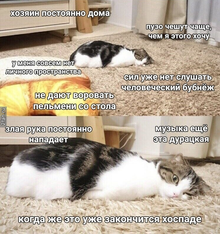 кот в депрессии