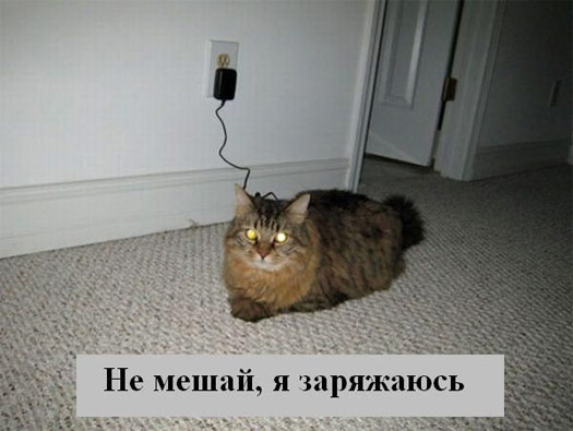 Электрокот