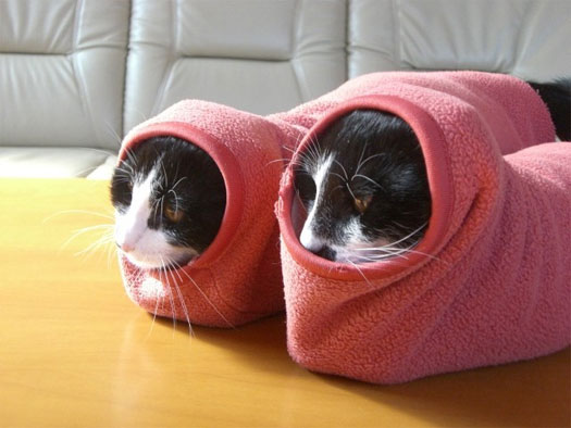Кото-тапки