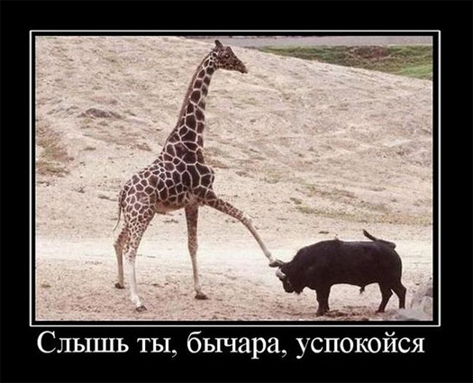Слышь ты, бычара, успокойся!