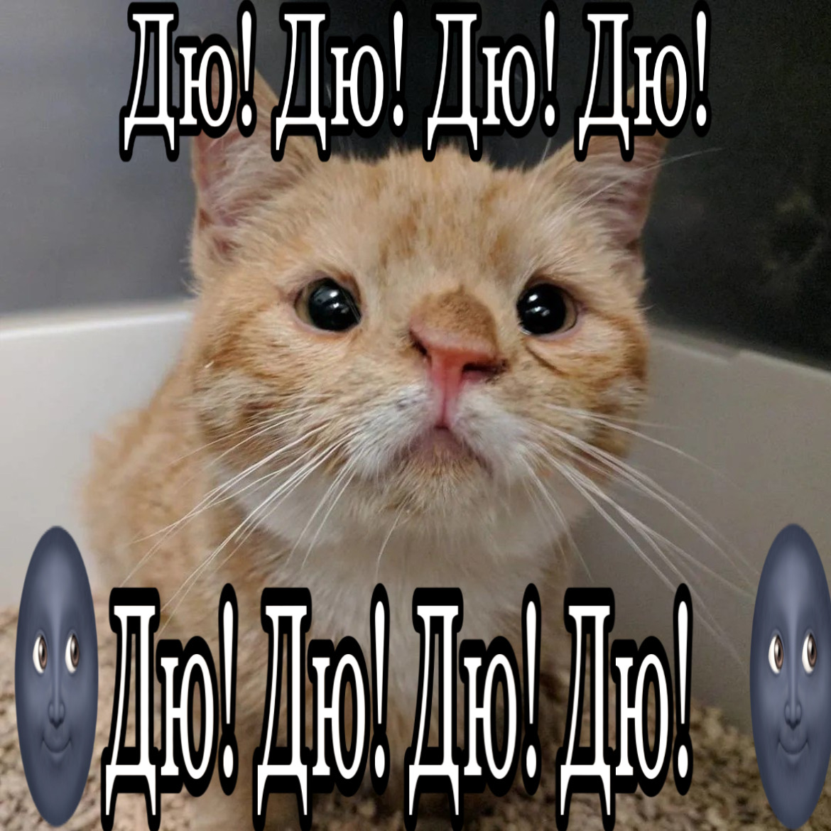 Кот-урод